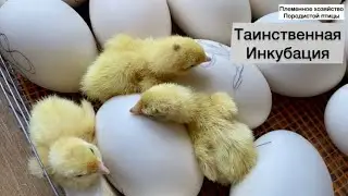 Co-incubation of quail and duck // Incubator nest // Buy hatching eggs