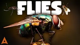 All about flies | For Children [ Animal Edu ]