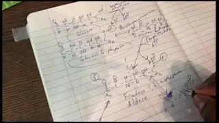 Glycolysis