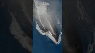Whale with her baby - JWV #shorts #whale #sea #incredible #subscribe