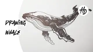 How to Draw a Whale 🐋 Easy Step by Step for Beginners | Cute Blue Whale Art