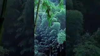 #shortsfeed #youtubeshorts #entertainshorts #naturalattar #naturalaloeveragel #naturalbeauty