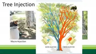 California Pest Management  Polyphagous Shot Hole Borer and Gold Spotted Oak Borer