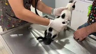 Street Kitten Sisters - Inek & Tatlim Get Their Combination Vaccine - Arda Buharali
