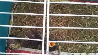 Petits Merles tomb&eacute; du nid