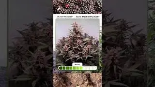 Auto Blackberry Kush จะมีต้นที่ดูแน่นกะทัดรัด