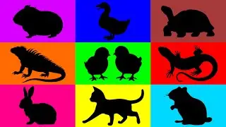 Pets: Chick, Kitten, Hamster, Rabbit, Tortoise, Duckling, Guineapig, Iguana, Lizard, Snake