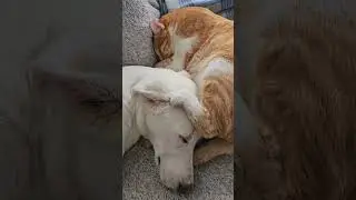 Не нужна мне малина!