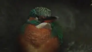 Kingfisher laying Eggs