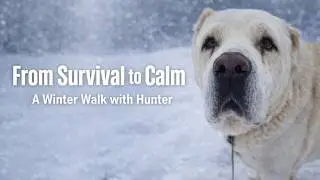 This Is What Peace Looks Like Hunter the Alabai | Life at Rudyi Pes Shelter🐾❄️💛
