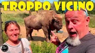 BISONTI e strani posti non turistici  | CAMPER in Ungheria
