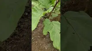 Eggplant's First Fruit 🙏 #asmrvideo #farming #garden #backyardgardening #vegetables #shorts