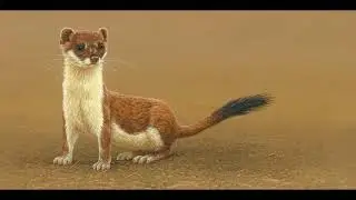 My Paintings of Woodland Wildlife | My Wildlife Art | Robert E Fuller