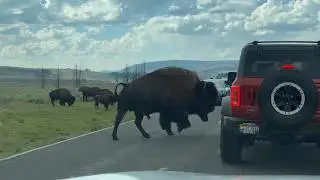 Things Are Heating Up In Lamar Valley During Bison Rut
