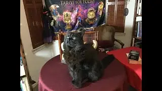 Tarot for Today Oberon's Outlook Emotional Exchanges January 9 - 15,  2025  *Time Stamps*