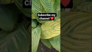 Subscribe for more videos 🌿👍 #lovesong #garden #youtubeshorts