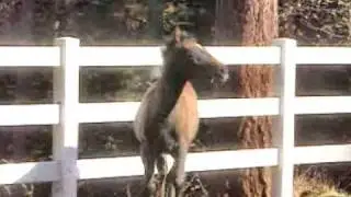 Felicia-A Lipizzan Foal
