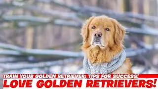 Train Your Golden Retriever: Tips for Success!