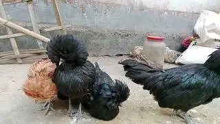 Polish semi adult For sale phone number 7576812047