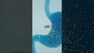 Your Stomach Acid Can Dissolve Metal! 🤯 but don't eat metal #facts #science #anatomy