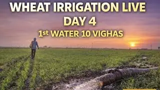 Wheat Irrigation LIVE &ndash; Day 4 🌾 | 1લું પાણી 10 વિઘા માં Continues | Jay Kisan 🚜
