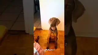Treat Challenge #dogchallenge #dogshorts #TreatChallenge