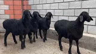 SHOK! 😱 BARRA SEZONI BOSHLANDI — 2.500 DAN QOZILAR