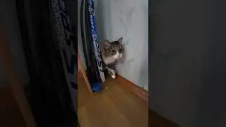 КОШКА НАШЛА СЕБЕ НОВОЕ МЕСТО / МЯУРИЦЦИО / VLOG / 09. 07. 2025 #vlog #travel #приколы #cat