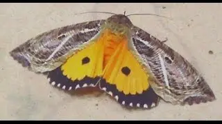 Dot underwing Moth (Male)