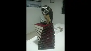 Bibiu - A Coruja Murucutu cantando.
