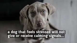Understanding Dogs Speak (escalate signals)
