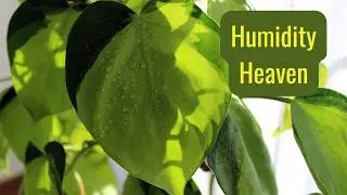 Boost Your Indoor Plant's Health with These Humidity Tips 🌱4k