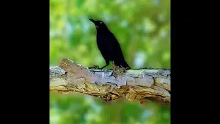 Great Tailed Grackle Spiritual Message ||  Bird Totem Spirit Animal || Blackbird Grackle Symbolism