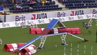 2017 AWC Large Team Agility - Italy, Australian Cattledog