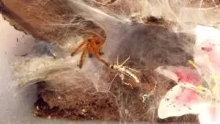 Pterinochilus murinus (OBT) feeding