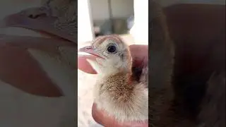 Cute Baby Peacock Screams! | Adorable Peachick Sound #viralshort #peachick #birds