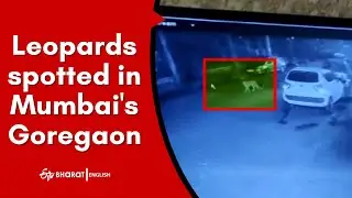 Leopards spotted in Mumbai's Goregaon | Viral Video | ETV Bharat