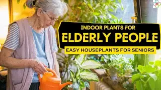 11 Easy Houseplants for Seniors | Indoor Plants for Elderly People