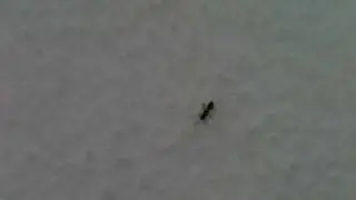 Irish bugs are snowproof! :)
