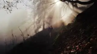 Vosges forest France 4K cinematic footage
