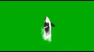 Flying  dolphin  green screen | green screen dolphin |dolphin green screen | #greenscreen #dolphins