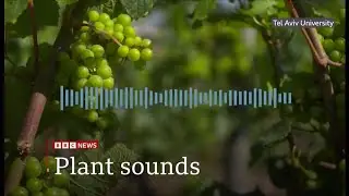 Animals react to secret sounds from plants, say scientists (Global) 15/July/2025