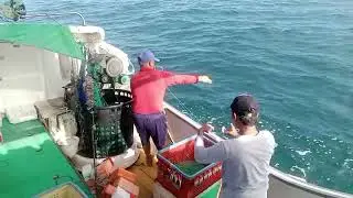 08-15-2025 Taiwan fishing operation longline catch squid using artificial bait (second basket 