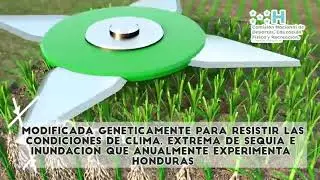 El novedoso sistema que utilizarán para instalar la grama del estadio Nacional Chelato Uclés
