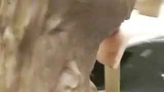 Morphing my face into my husky bust