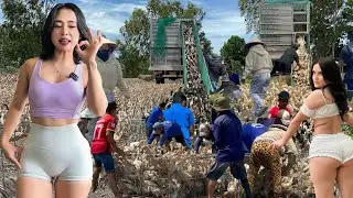 Full Video: 1000 Women Transport Migratory Ducks by Truck to New Lands Searching for Food Naturally