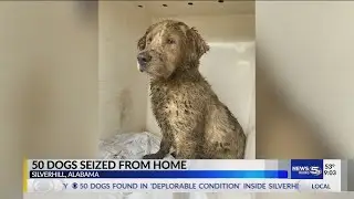 50 Dogs found in &lsquo;deplorable condition&rsquo; inside Silverhill home