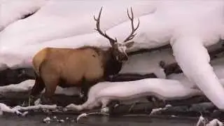 Snowcoach Yellowstone Winter 2014-15