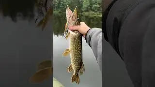 Pontoon21 Crack Jack 78SP Mr 🎣🐟🤓👍🏻 78 mm, 11 g, nėrimo gylis iki 1,7 m #žvejyba #fishing #pike
