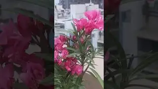 Kaner plant/ Oleander plant Flower 🌺🌺🌺#plants #gardening